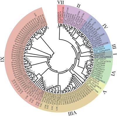 Identification, Characterization, and Expression Profile Analysis of the mTERF Gene Family and Its Role in the Response to Abiotic Stress in Barley (Hordeum vulgare L.)